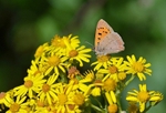 Small Copper