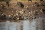 Red-billed Quelea bathing 9