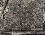 Arboretum, Pennsylvania, #4, 1984