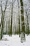 Tree - 0711