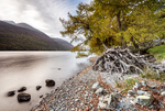Tree roots, Buttermere (1)