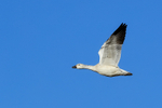 Snow Goose (white juvenile) flying, Bosque del Apache, New Mexico