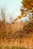 SP 041120 - 1381ab