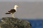 Kelp Gull (adult) late afternoon, Chanaral Island, Chile