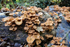 Fungus_ACP_8578