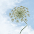 QUEEN ANNE'S LACE, 2017 - NORFOLK COUNTY