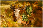 Autumnal Stag 