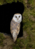BARN OWL / REF BO 5