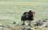 Mother and calf in Dovre N.P.