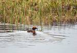 Slavonian Grebe