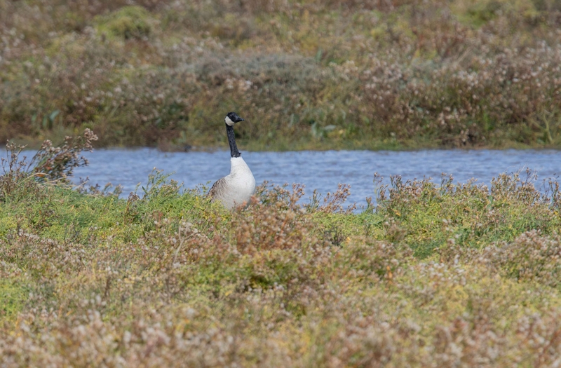 Canada goose - Dee Estuary - North Wales
