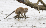 Long tailed macaque