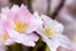 White Cherry Blossom after the Rain - DSC_8579