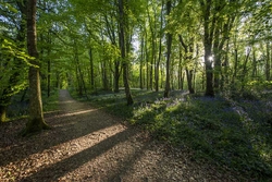 #47  Killinthomas Wood Path