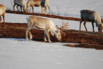 Reindeer