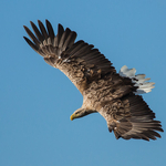 White-tailed Eagle