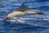 Common Dolphin, Pico Island, Azores.ref cd pico 4