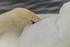 Swan at Lough Ree in County Westmeath