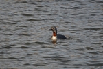 Red-throated Diver
