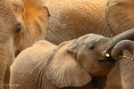 _84Y1113 Amboseli