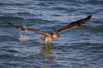 Brown Pelican wings on downbeat, Sanibel Island, Florida