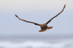 Striated Caracara flying wings up, Sea Lion Island, Falklands