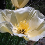 California poppy variety (Eschscholzia californica) used for tests utilising the MicroMak 25mm proble lens 
