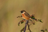 Stonechat