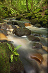 Padley Fern