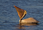 Brown Pelican