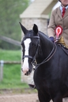 Ridden Showing portfolio