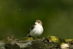 Pied Flycatcher (f)
