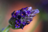 Flower - 1182