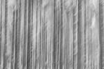 Intentional Camera Movement at Gougane Barra Forest, Ireland.