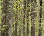 Backus Spring--Norfolk County