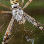 Argiope bruennichi (orb web spider) ♀