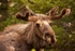 Bullwinkle Grand Tetons 12 x 18