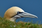 Gannet