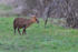 Muntjac Deer on the Roman Road at Otmoor