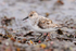 Sanderling (adult female, breeding plumage) standing on Marazion beach