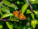 Large Skipper