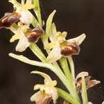 Orchids - Crete portfolio