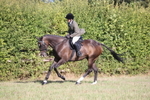 Class 14 - Ex Racehorse portfolio