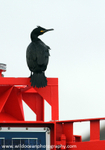 SBC011: Shag on a Buoy