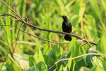 Unicolored Blackbird portfolio