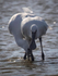 Fledgling spoonbills feeding