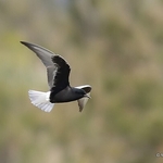 White-winged Tern (Chlidonias leucopterus)