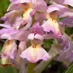 Hybrid Orchis - Orchis x colemanii ( Orchis mascula x O. pauciflora)