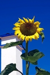 Solitary Sunflower