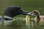 Common Loon chick opens wide for fish from parent, Minnesota